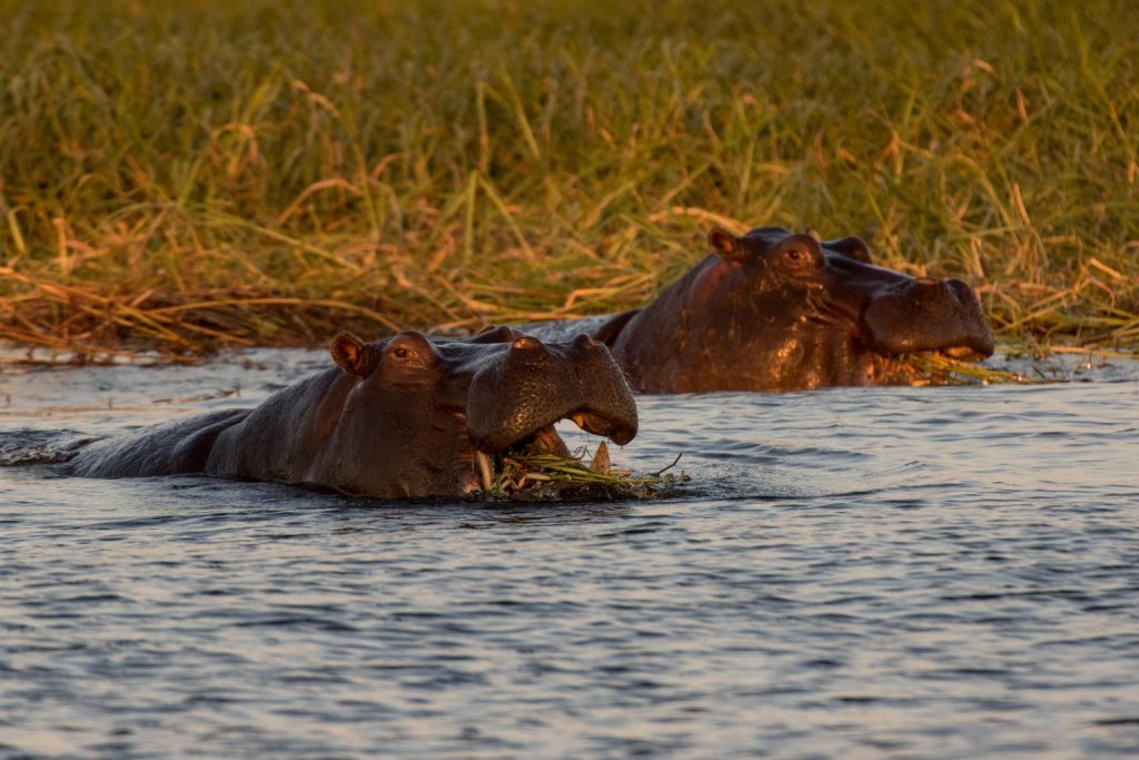 Hippos in Chobe River, Botswana | Photo credits: Toine Ijsseldijk