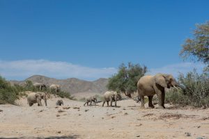 Elephants in the Hoanib riverbed area, Namibia | Photo credits: Toine Ijsseldijk