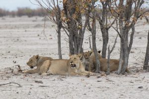 Lions in Etosha National Park, Namibia | Photo credits: Toine Ijsseldijk