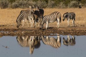 Zebras in Etosha National Park, Namibia | Photo credits: Toine Ijsseldijk