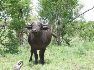 Buffalo in the Kruger National Park, South Africa.