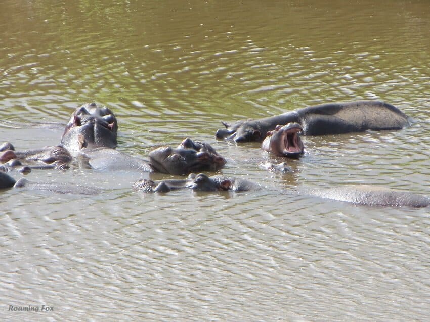 Hippos in the Kruger National Park, South Africa.