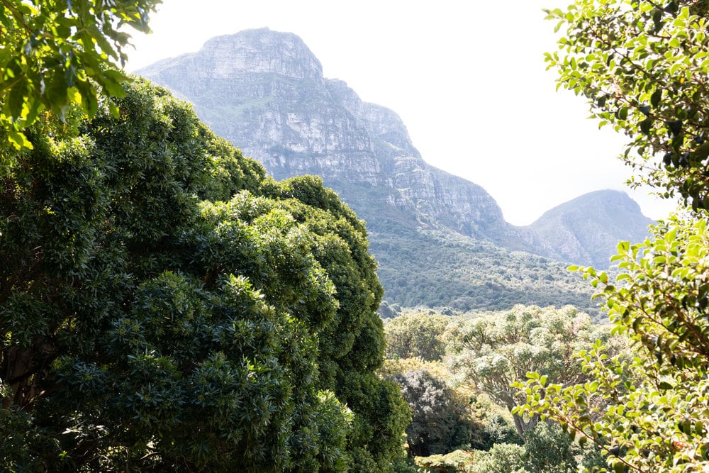 View of Kirstenbosch Botancial Garden, Cape Town.