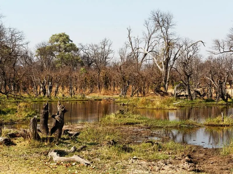 Water Hole in Moremi Game Reserve 
