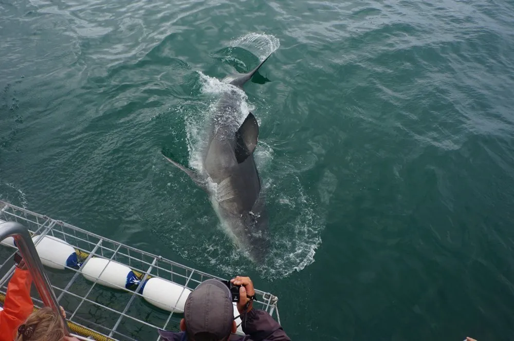 Shark Cage Diving in Gansbaai, South Africa