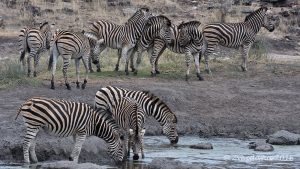 Herd of zebras in the Kruger National Park, South Africa.