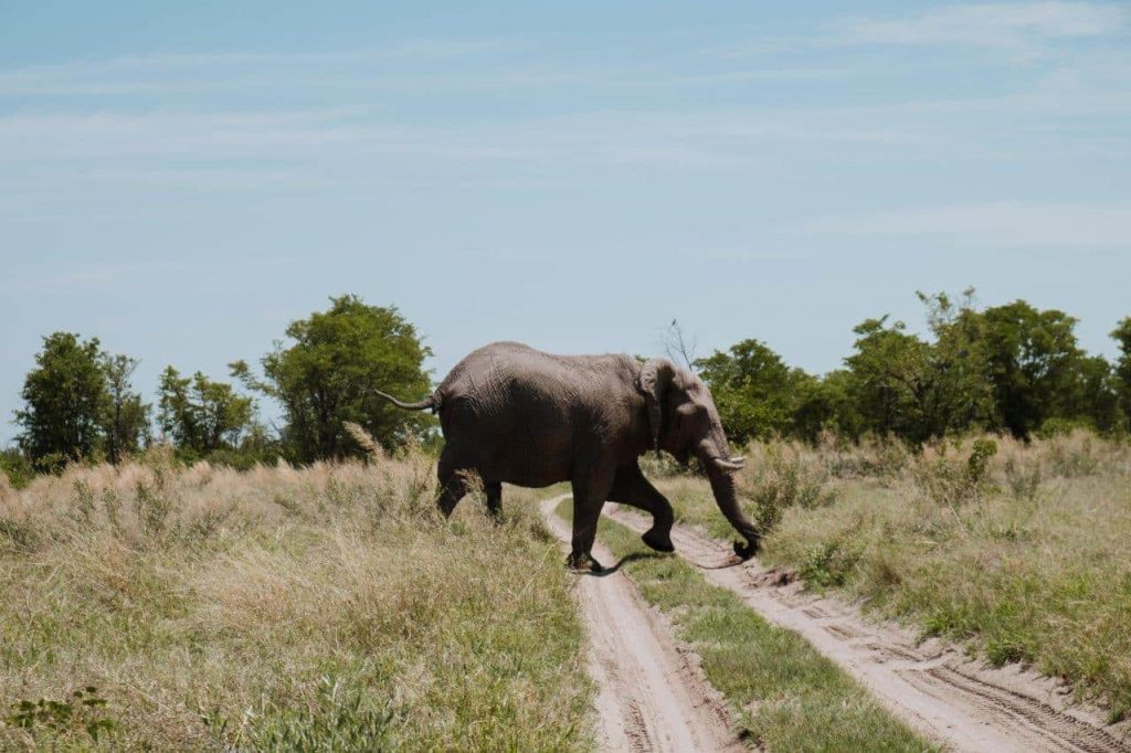 Elephant crossing the road. Photo by Jana Meerman