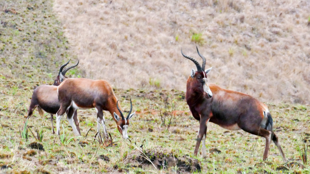 Bontebok antelope in eSwatini.