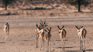 Springboks in Kgalagadi Transfrontier Park.