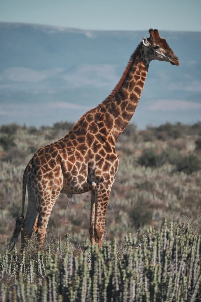 Camdeboo National Park | Photo Credits - Yeti The Van