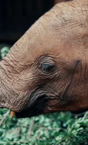 Elephant Face Close Up