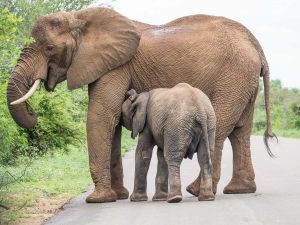 Elephants at Kruger National Park | Photo Credits- Never Ending Voyage