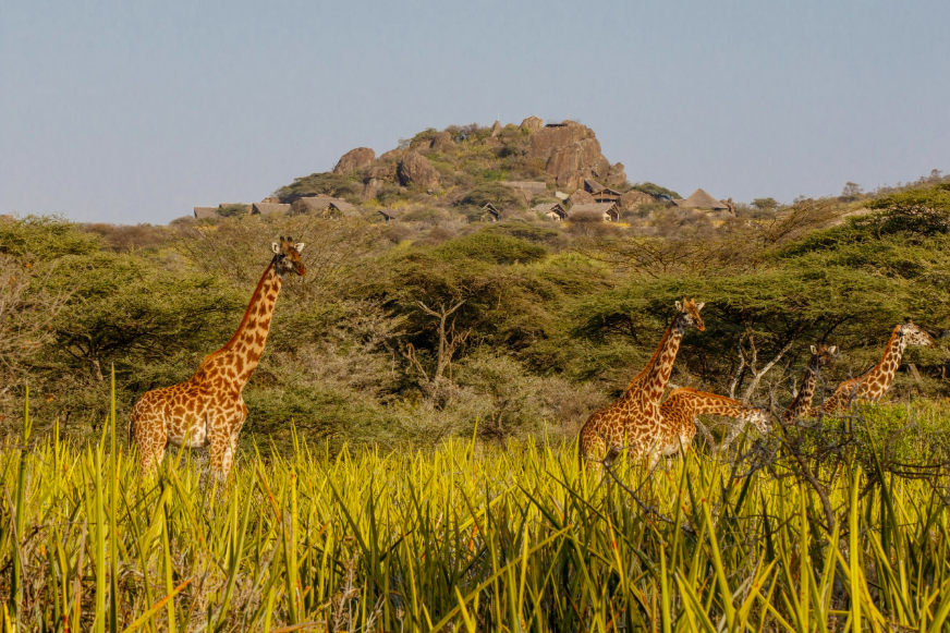 Giraffes with Camp in background in Olduvai Gorge Tanzania Photo Credits Toine Ijsseldijk Duni Art