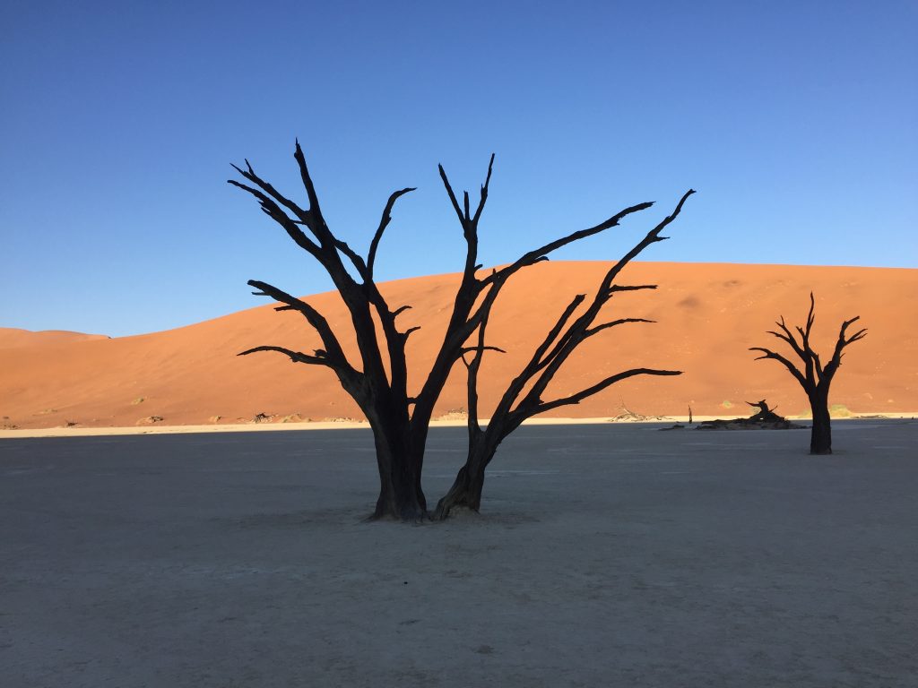 Tree at Deadvlei, Namibia | Photo credits: Dawie Malan