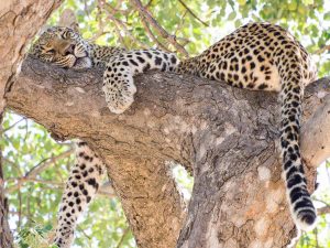Lazy Leopard at Umlani Bush Camp | Photo Credits- Never Ending Voyage