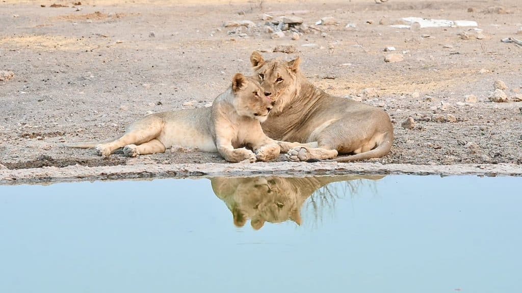Lions at Ongava Private Game Reserve, Namibia | Photo Credits - Be - Lavie