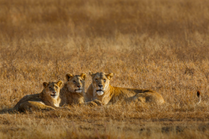 Pride of Lion relaxing in Ngorongoro Tanzania | Photo Credits: Toine Ijsseldijk (Duni Art)