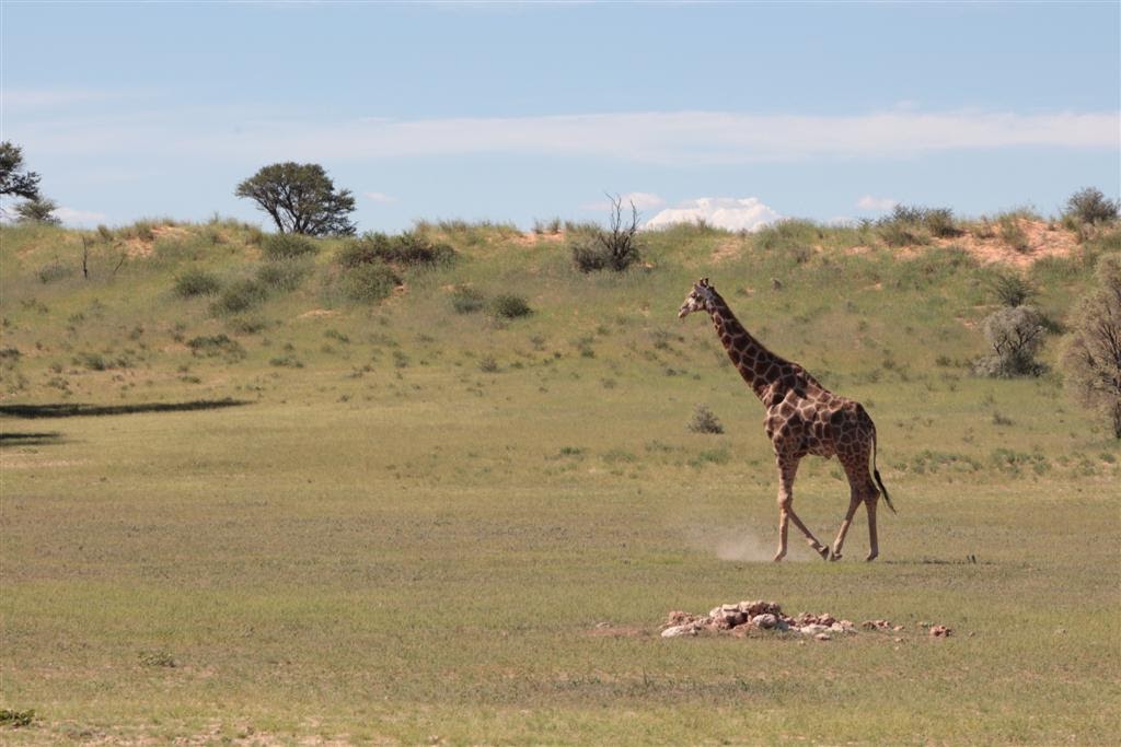 Giraffe roaming in Kgalagadi Transfrontier Park, South Africa | Photo credits: Bryan Milne