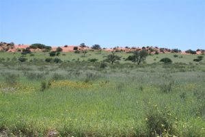 Green landscape among sand dunes in Kgalagadi Transfrontier Park, South Africa | Photo credits: Bryan Milne