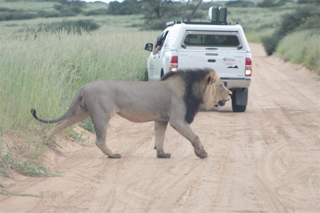 Lion crosses a road in Kgalagai Transfrontier Park, South Africa | Photo credits: Bryan Milne