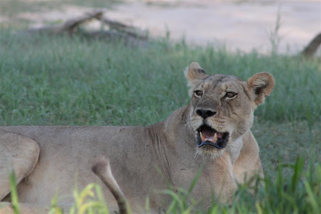 Lioness in Kgalagadi Transfrontier Park, South Africa | Photo credits: Bryan Milne