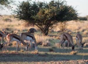 A herd of springbok grazing Kgalagadi Transfrontier Park, South Africa | Photo credits: Bryan Milne