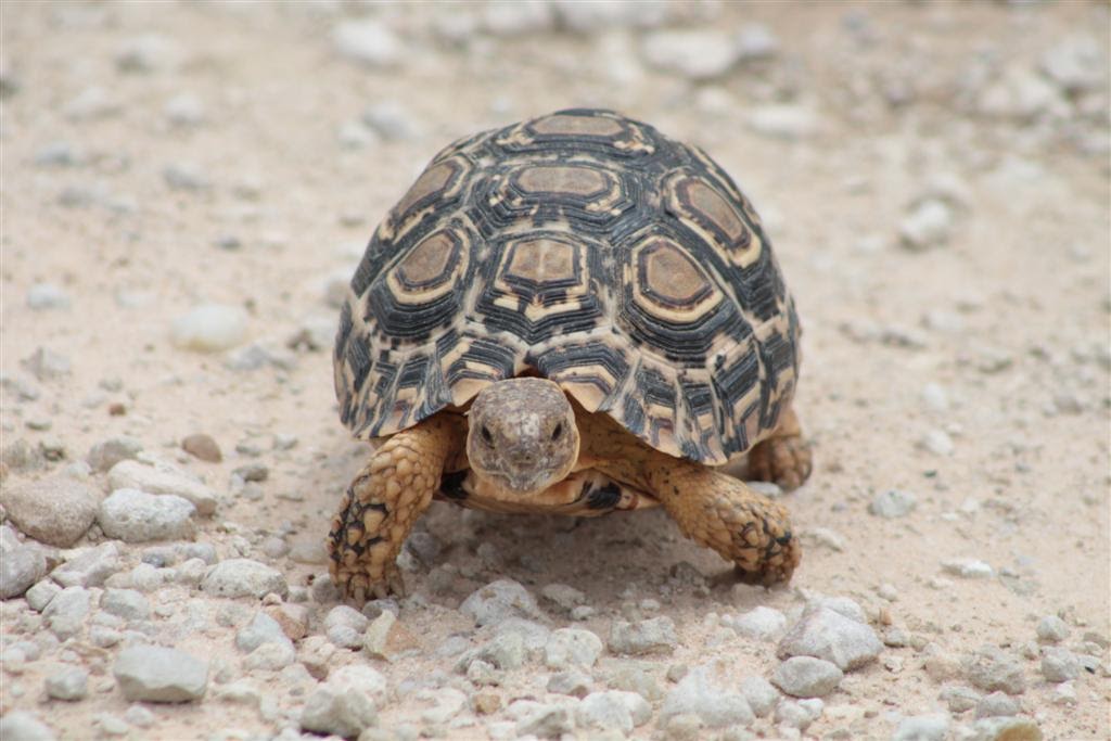 Tortoise in Kgalagadi Transfrontier Park, South Africa | Photo credits: Bryan Milne