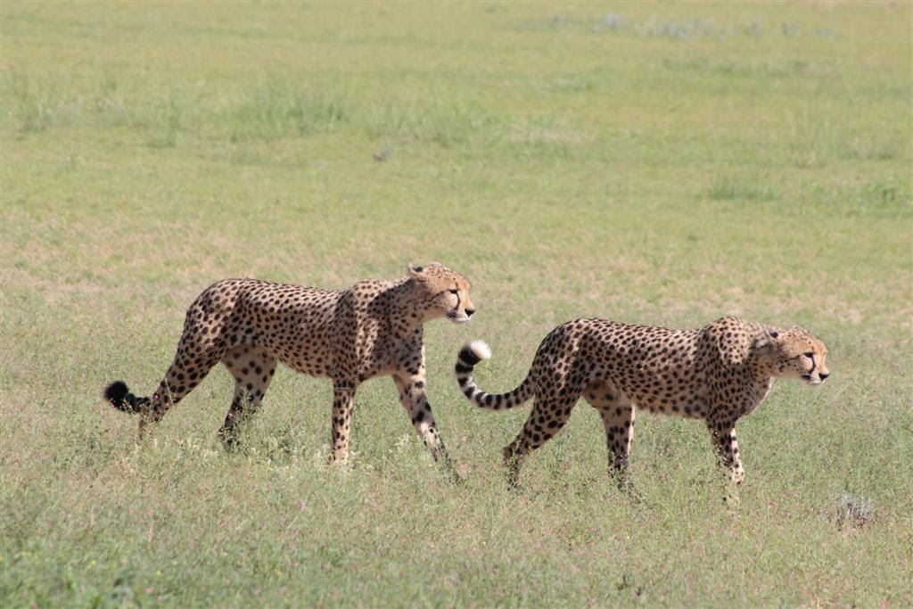 Two cheetahs among lush grass in Kgalagadi Transfrontier Park, South Africa | Photo credits: Bryan Milne