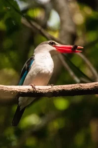 Mangrove kingfisher | Photo credits: Don Reid