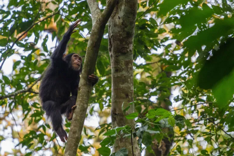Chimpanzee in Kibale National Park, Uganda | Photo credits: Reflections Enroute