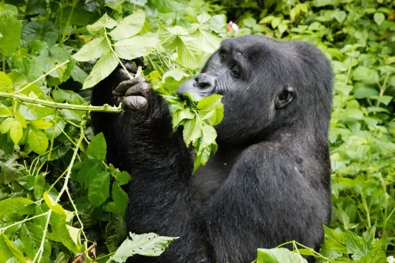 Gorilla in Bwindi Impenetrable Forest National Park, Uganda | Photo credits: Reflections Enroute
