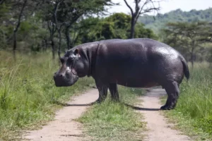 Hippo crossing a bush road in Uganda | Photo credits: Reflections Enroute