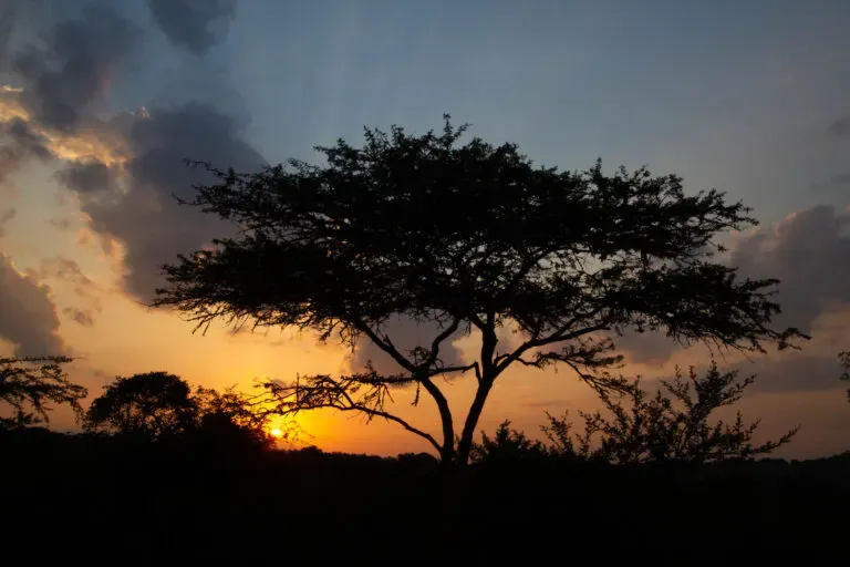 Sunset in Ugandan wilderness | Photo credits: Reflections Enroute