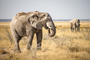 Elephant in Etosha National Park, Namibia | Photo credits: Sara Far Away