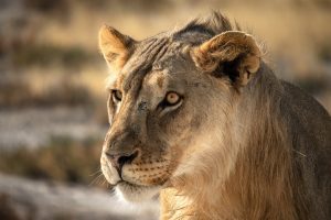 Lion in Etosha National Park, Namibia | Photo credits: Sara Far Away