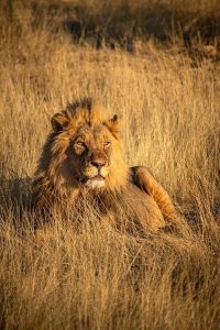 Lion in Etosha National Park | Photo credits: Sara Far Away