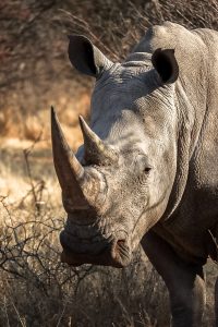 Rhino in Waterberg Plateau National Park, Namibia | Photo credits: Sara Far Away