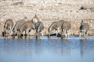 Zebras drinking water in Etosha National Park, Namibia | Photo credits: Sara Far Away