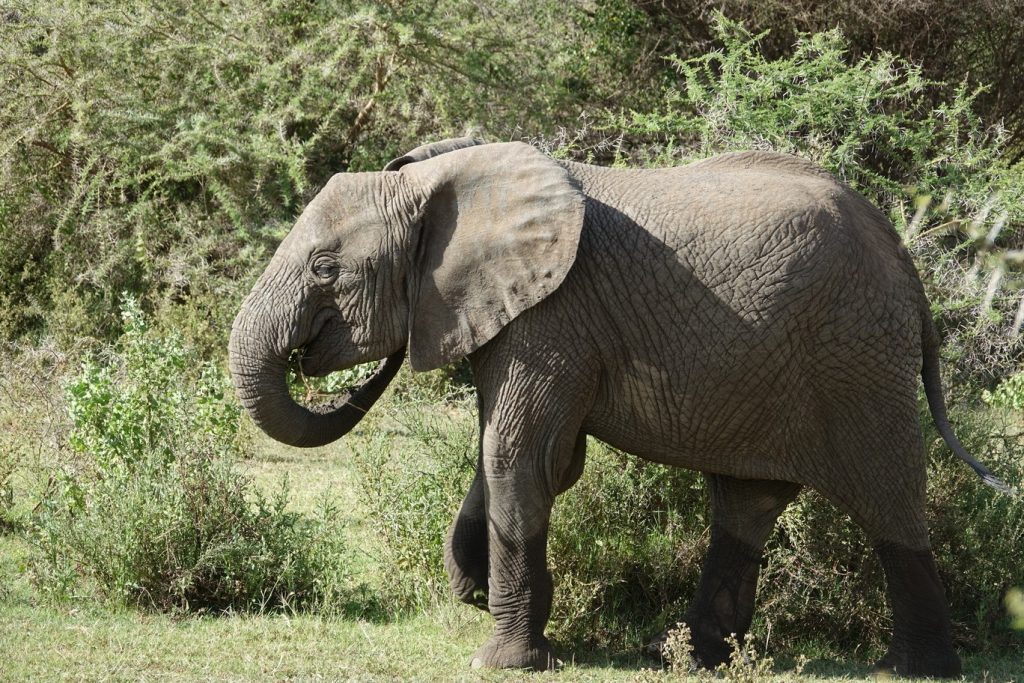 Elephant in Lake Manyara National Park, Tanzania | Photo credits: The Magic of Traveling