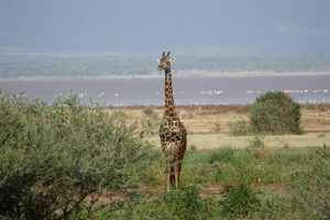 Giraffe in Lake Manyara National Park, Tanzania | Photo credits: The Magic of Traveling