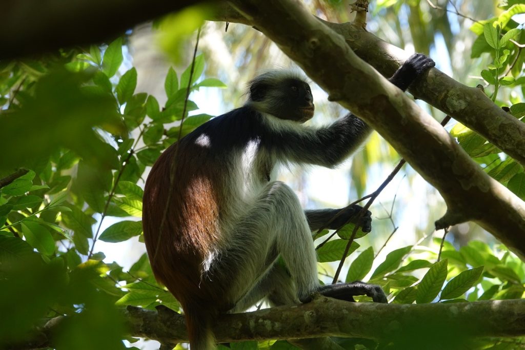 Red-colobus monkey in Jozani Forest, Zanzibar | Photo credits: The Magic of Traveling