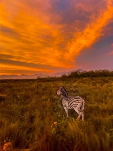 Zebra at sunset in Go