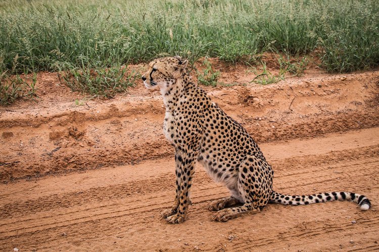 Cheetah in Kgalagadi Transfrontier Park, South Africa | Photo credits: Travel Taale