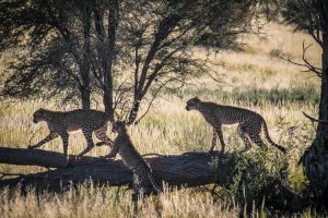 Cheetahs in Kgalagadi Transfrontier Park, South Africa | Photo credits: Travel Taale
