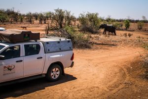 Elephants near a 4X4 vehicle in Kruger National Park, South Africa | Photo credits: Travel Taale