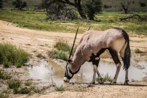 Gemsbok drinking water in Kgalagadi Transfrontier Park, South Africa | Photo credits: Travel Taale