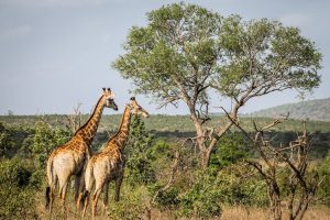 Two giraffe in the Kruger National Park, South Africa | Photo credits: Travel Taale
