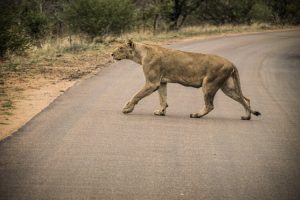 Lion crossing a road in the Kruger National Park, SOuth Africa | Photo credits: Travel Taale