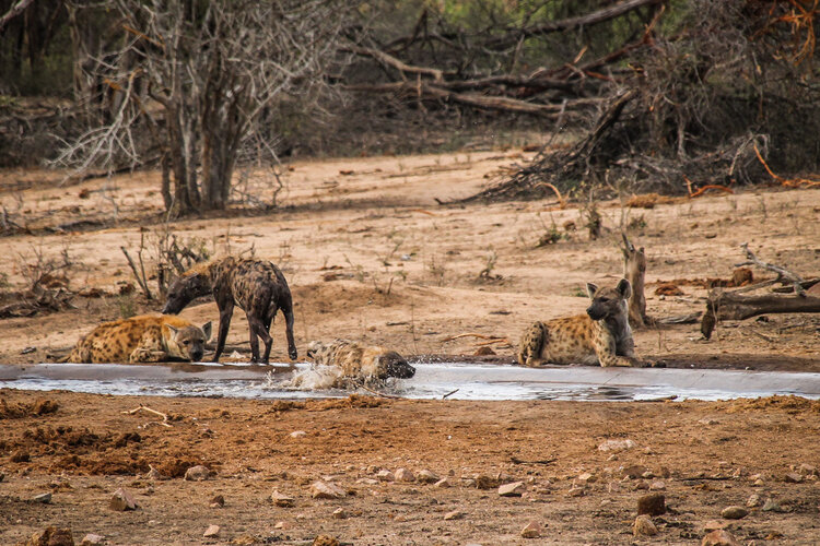 Spotted hyenas in the Kruger National Park, South Africa | Photo credits: Travel Taale