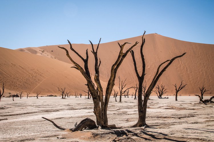 Deadvlei in Namibia | Photo credits: Travel Taale